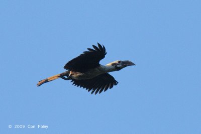 Hornbill, Mindanao Tarictic (male) @ PICOP