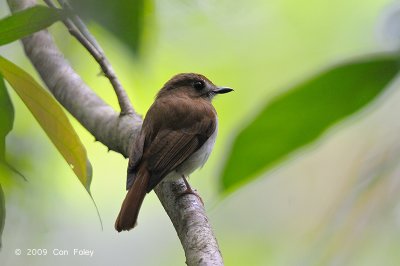 Flycatcher, Chestnut-tailed Jungle