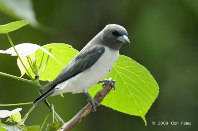 Woodswallow, White-breasted