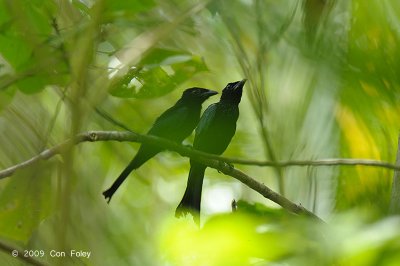 Drongo, Hair-crested @ Palawan