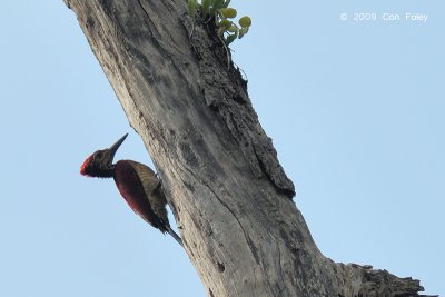Flameback, Luzon (male) @ Mt Pilay-Pilay