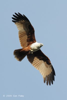 Kite, Brahminy @ Caylabne Bay