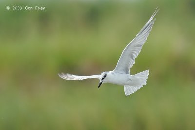 Tern, Whiskered @ Candaba Marsh