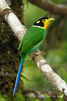 Broadbill, Long-tailed @ Telecom Loop