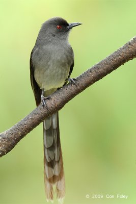 Sibia, Long-tailed @ Jalan Lady Guillemard