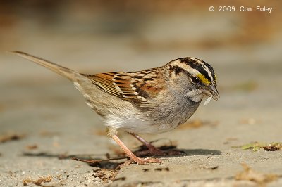 Sparrow, White-throated @ Central Park, NY