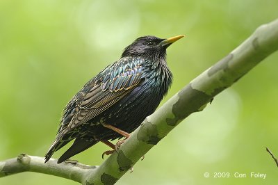 Starling, European @ Central Park, NY