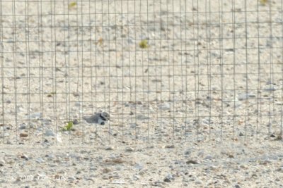 Plover, Piping @ Cape May, NJ