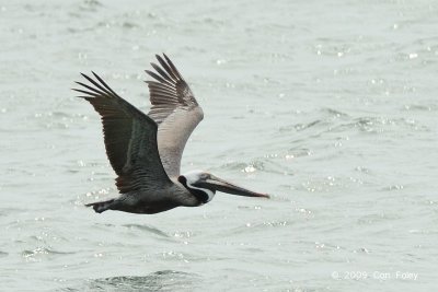 Pelican, Brown @ Chesapeake Bay