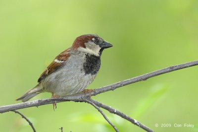 Sparrow, House @ Central Park, NY