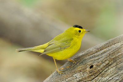 Warbler, Wilson's @ Central Park, NY