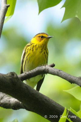 Warbler, Cape May (male) @ Central Park, NY