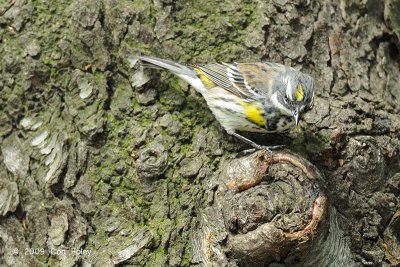 Warbler, Yellow-rumped (male) @ Central Park, NY