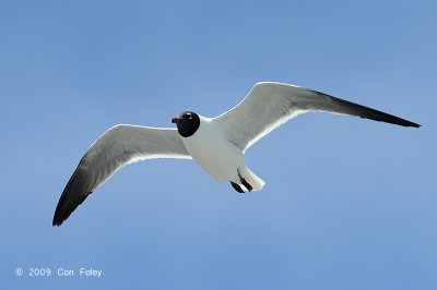 Gull, Laughing @ Cape May to Lewes Ferry