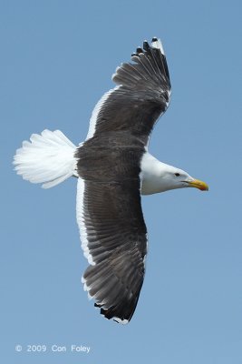 Gull, Greater Black-backed @ Cape May to Lewes Ferry