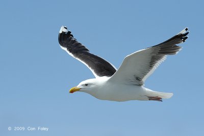 Gull, Greater Black-backed @ Cape May to Lewes Ferry