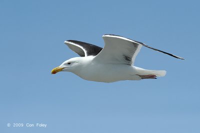 Gull, Greater Black-backed @ Cape May to Lewes Ferry
