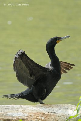Cormorant, Double-crested @ Central Park, NY