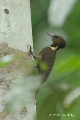 Woodpecker, Buff-necked (female)