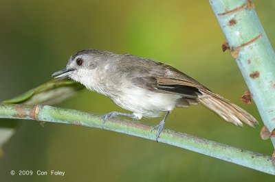 Babbler, Sooty-capped