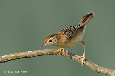 Cisticola, Zitting @ Tuas