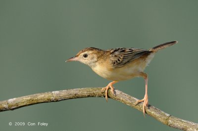 Cisticola, Zitting @ Tuas