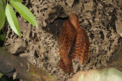 Woodpecker, Rufous