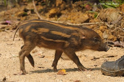 Pig, Eurasian Wild (juv)