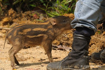 Pig, Eurasian Wild (juv)