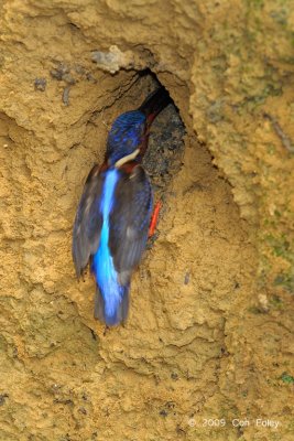 Kingfisher, Blue-eared (female)
