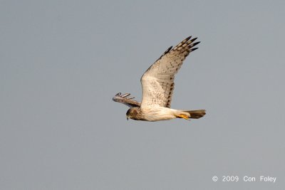 Harrier, Eastern Marsh (subadult male) @ Changi