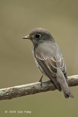 Flycatcher, Dark-sided @ Venus Drive