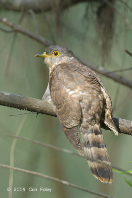 Cuckoo, Malaysian Hawk (juv) @ Changi