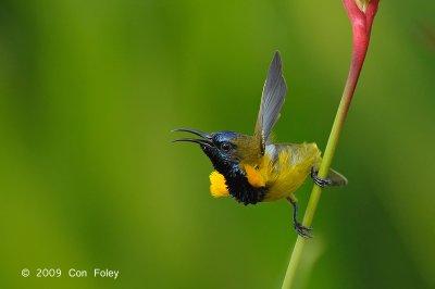 Sunbird, Olive-backed (mating display) @ Botanic Gardens