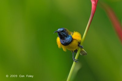 Sunbird, Olive-backed (mating display) @ Botanic Gardens