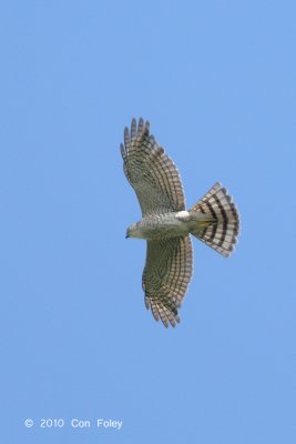 Sparrowhawk, Japanese (female) @ Changi