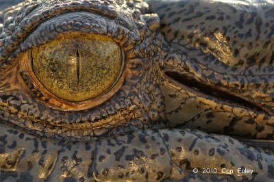 Saltwater Crocodile @ Yellow Water, Australia