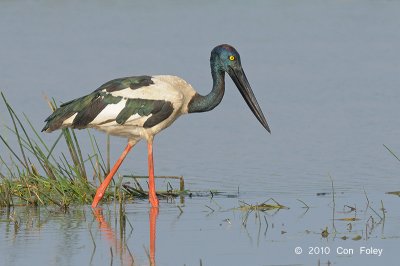 Stork, Black-necked (female) @ Mamukala Wetlands