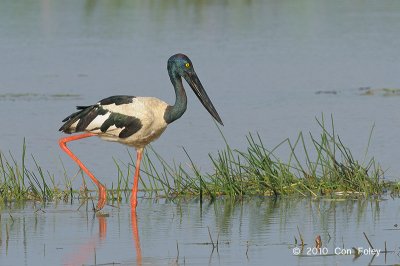 Stork, Black-necked (female) @ Mamukala Wetlands