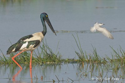 Stork, Black-necked (female) @ Mamukala Wetlands