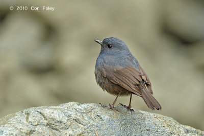 Redstart, Luzon Water (female) @ Mt. Polis