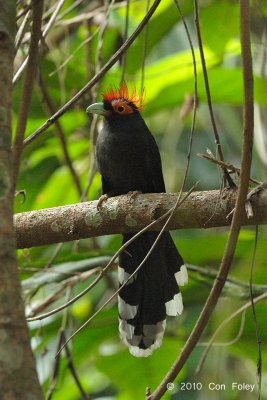 Malkoha, Red-crested
