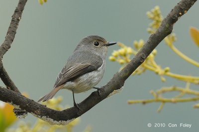 Flycatcher, Little Pied (female) @ Mt. Polis