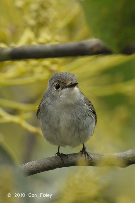 Flycatcher, Little Pied (female) @ Mt. Polis