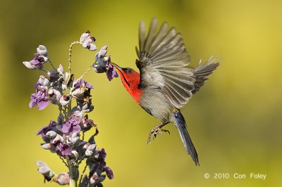 Sunbird, Crimson (male) @ MOG