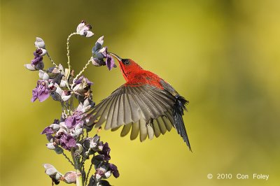 Sunbird, Crimson (male) @ MOG