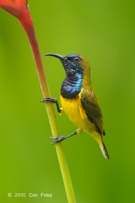 Sunbird, Olive-backed (male) @ Botanic Gardens