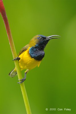 Sunbird, Olive-backed (male) @ Botanic Gardens