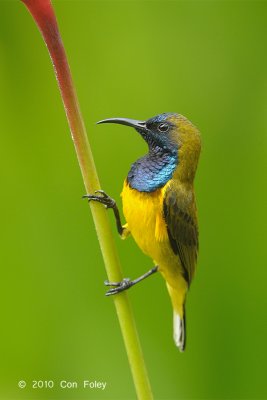 Sunbird, Olive-backed (male) @ Botanic Gardens