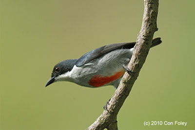 Flowerpecker, Red-keeled (male) @ Tabor Hill